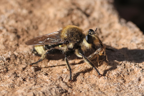 iNaturalist observation photo of Bee-mimic Robber Flies