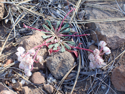 iNaturalist observation photo of One-seeded Pussypaws