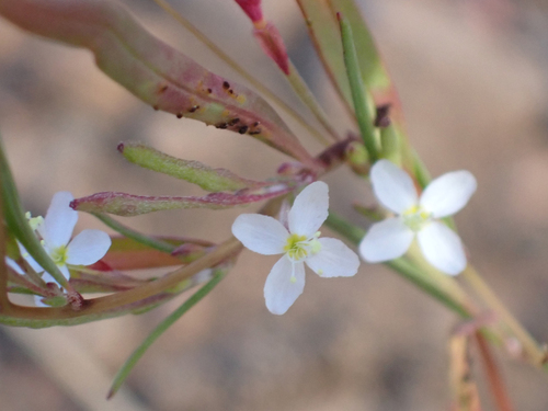iNaturalist observation photo of Diffuse Groundsmoke