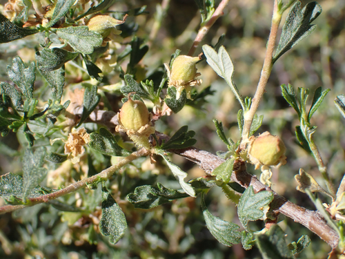 iNaturalist observation photo of Antelope Bitterbrush
