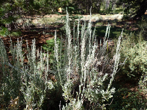 iNaturalist observation photo of Big Sagebrush