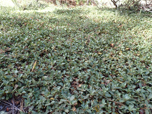 iNaturalist observation photo of Mahala mat