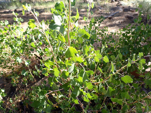 iNaturalist observation photo of wax currant