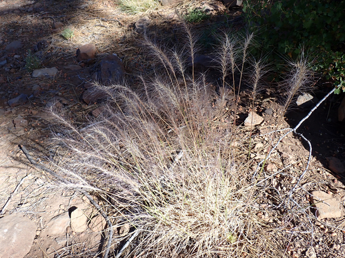iNaturalist observation photo of Squirreltail