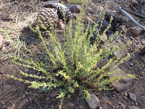 iNaturalist observation photo of Hot Rock Penstemon