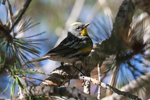iNaturalist observation photo of Audubon's Warbler