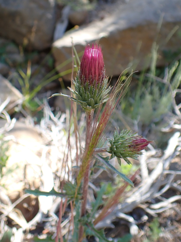 iNaturalist observation photo of Anderson's thistle