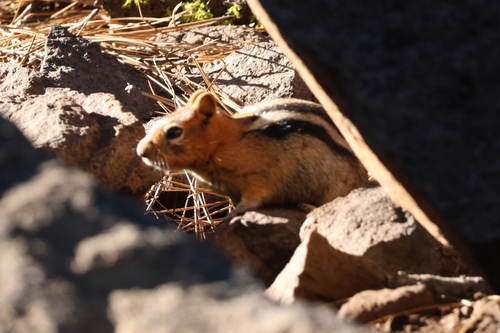iNaturalist observation photo of Common Golden-mantled Ground Squirrel