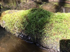 Plagiomnium ellipticum