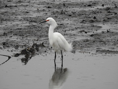 Egretta thula