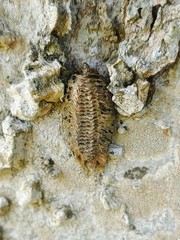 Stagmomantis carolina