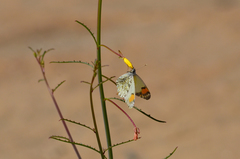 Anthocharis sara sara