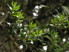 Bejaria resinosa