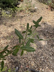 author not stated, no rights reserved Ceanothus parryi, photograph author not stated, no rights reserved