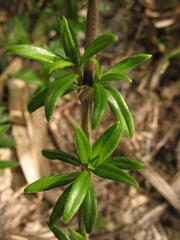 Galianthe bogotensis