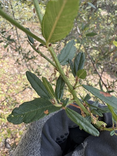 Ceanothus parryi, photograph 4