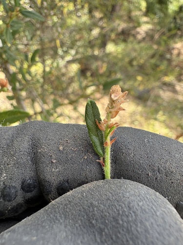 Ceanothus parryi, photograph 5