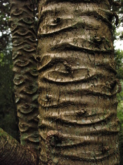 Vasconcellea pubescens