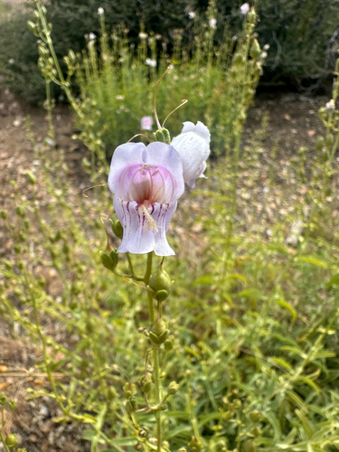 Penstemon grinnellii, photograph 5