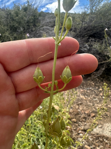 Penstemon grinnellii, photograph 6