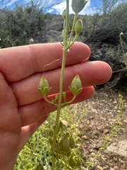 Penstemon grinnellii, photograph (c) Melanie J. Davis, some rights reserved (CC BY)