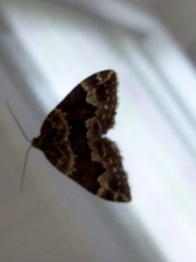 Lampropteryx suffumata