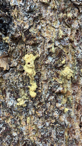 iNaturalist observation photo of Mountain Pine Beetle