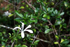 Turraea obtusifolia