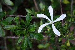Turraea obtusifolia