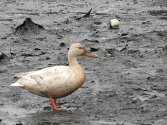 Anas platyrhynchos domesticus