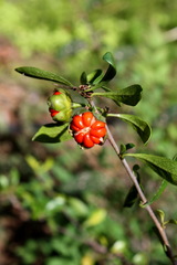 Turraea obtusifolia
