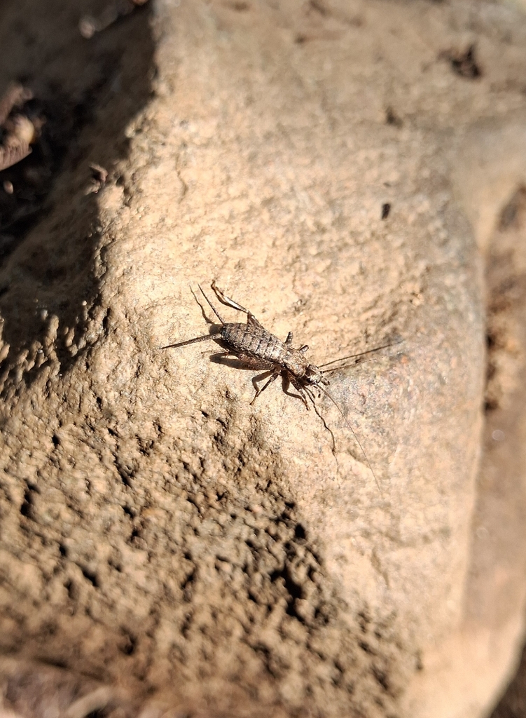 Hoplosphyrum griseum