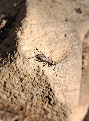 Hoplosphyrum griseum