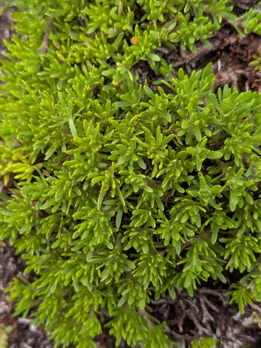 Thymus caespititius, photograph 2