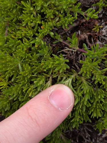 Thymus caespititius, photograph 3