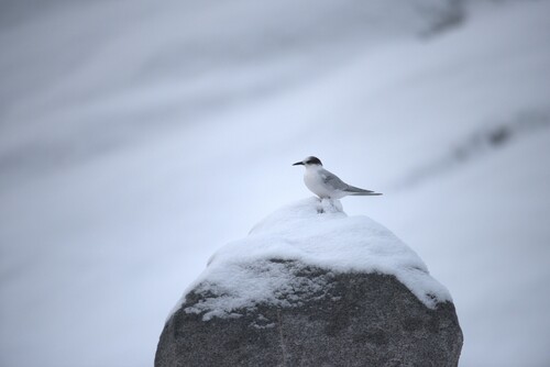 iNaturalist image