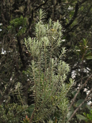 Linochilus rosmarinifolius