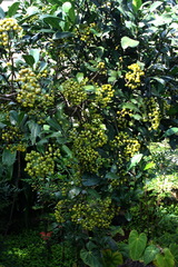 Psychotria capensis capensis