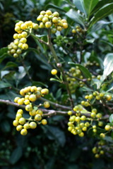 Psychotria capensis capensis