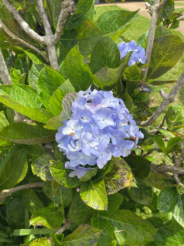Hydrangea macrophylla observed 2026-07-13