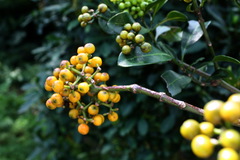 Psychotria capensis capensis