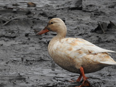 Anas platyrhynchos domesticus