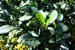 Psychotria capensis capensis