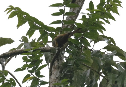 Ochre-breasted Foliage-gleaner (Anabacerthia lichtensteini), photo 4
