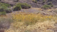 Spinus psaltria
