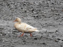 Anas platyrhynchos domesticus