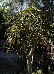 Aloidendron barberae