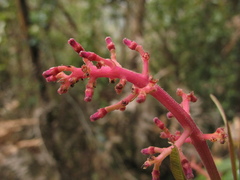Palicourea angustifolia