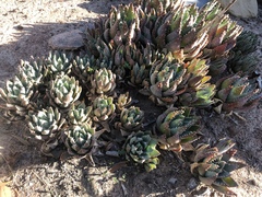 Aloe brevifolia