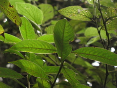 Palicourea angustifolia